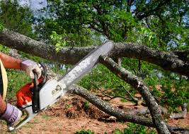 Best Tree Maintenance Programs  in Cornwall, PA