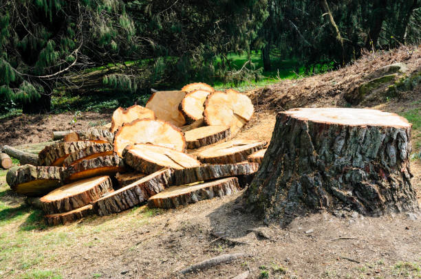 Professional Tree Care in Cornwall, PA